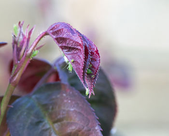 Close-up of raindrops on purple flowering plant