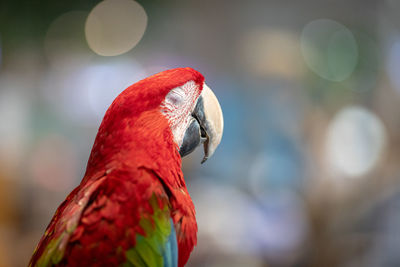 Close-up of parrot