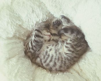 Close-up of kitten sleeping on white bed