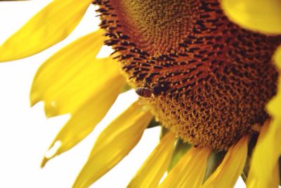 Close-up of bee on sunflower