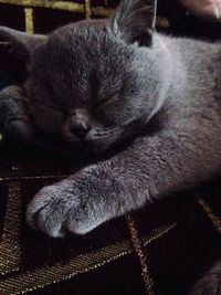 Close-up of cat sleeping