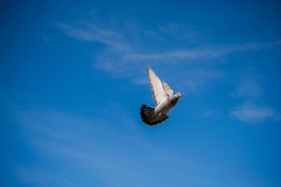 Low angle view of bird flying against sky