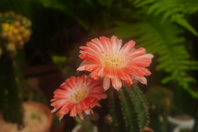 Close-up of orange flower