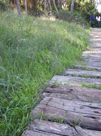 Steps leading towards grass