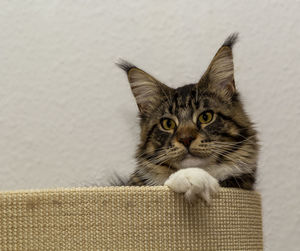 Portrait of cat relaxing on floor