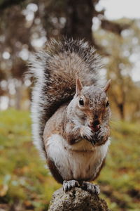 Close-up portrait of squirrel