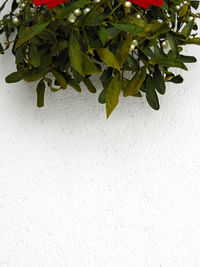 Close-up of fresh green plant against white wall