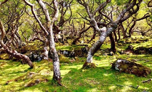 Trees on field in forest