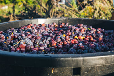 Close-up of fruits growing in container