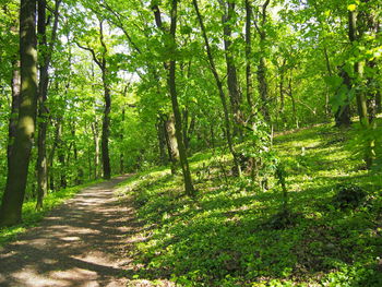 Dirt road amidst trees in forest