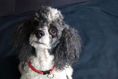 Close-up portrait of a dog