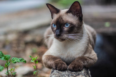 Close-up portrait of a cat