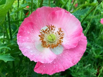 Close-up of wet pink rose flower