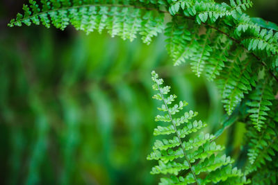 Close-up of fern leaves