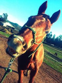 Close-up of horse by tree against sky