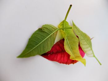 Close-up of leaf over white background