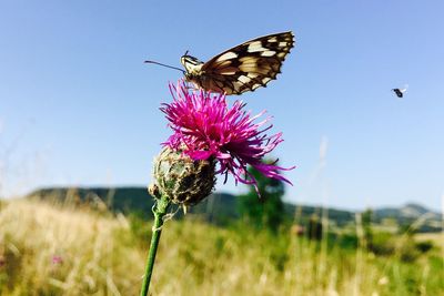 Butterfly on thistle flower against clear sky