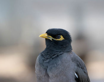 Close-up of a bird