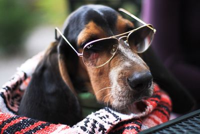 Close-up portrait of dog