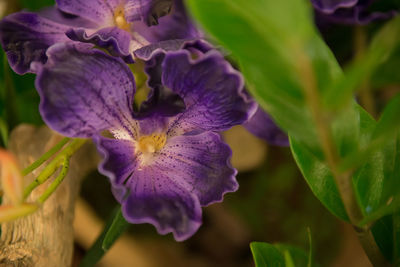 Close-up of purple iris flower