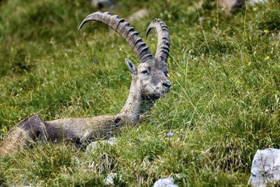 Portrait of lizard on land
