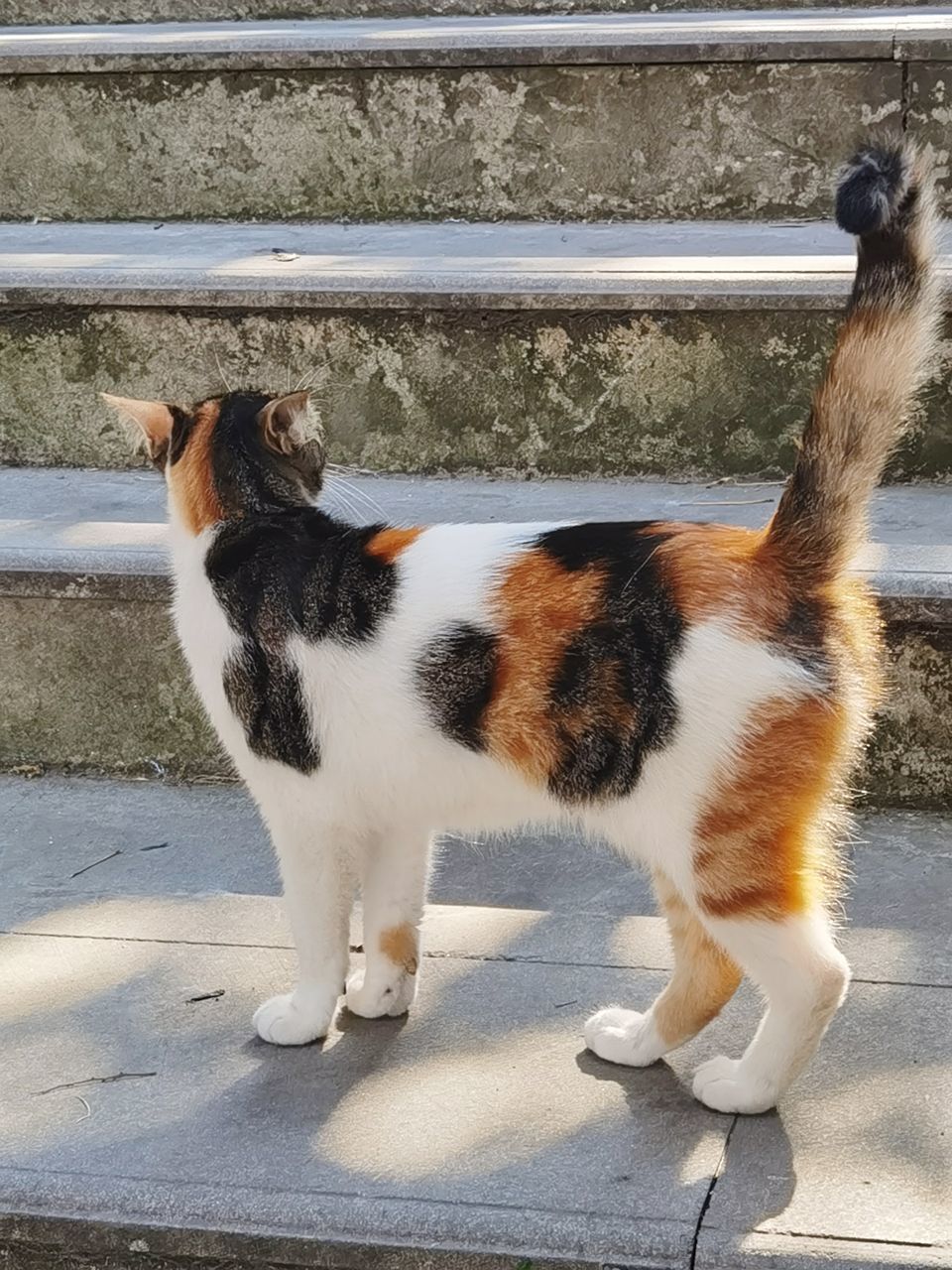 SIDE VIEW OF A CAT