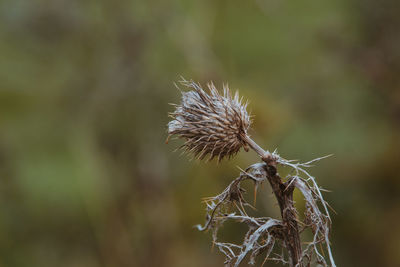 Close-up of dried plant