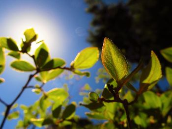 Low angle view of leaves against sky