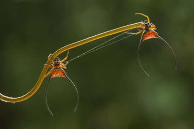 Long-horned orb-weaver spider lives predominantly in primary forest. 