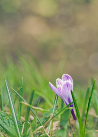 Close-up of purple flower blooming outdoors