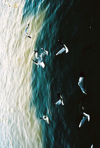 Seagull swimming in sea