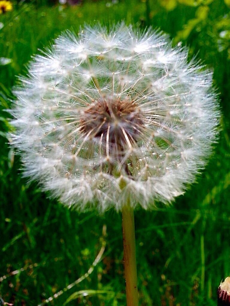 flower, dandelion, flowering plant, plant, vulnerability, fragility, freshness, close-up, growth, beauty in nature, flower head, inflorescence, focus on foreground, nature, no people, plant stem, day, field, softness, outdoors, dandelion seed, positive emotion