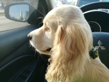 Close-up of dog sitting in car