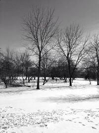 Bare trees on landscape