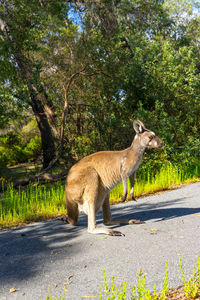 Side view of horse standing on road