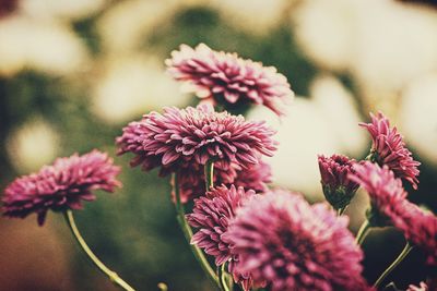 Close-up of pink flowers