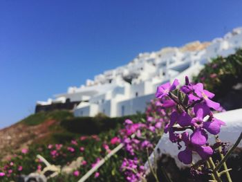 Close-up of flowers blooming against sky