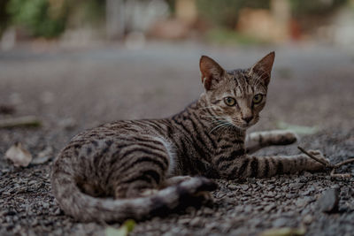 Portrait of a cat resting