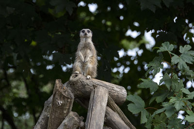 Low angle view of monkey sitting on tree