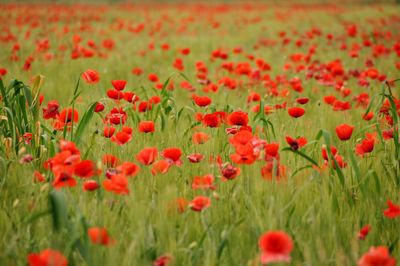 Close-up of red poppies on field