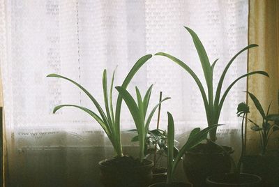 Close-up of potted plant at home