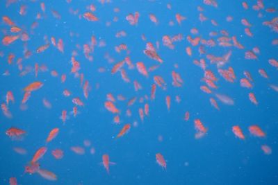 Full frame shot of jellyfish swimming in water