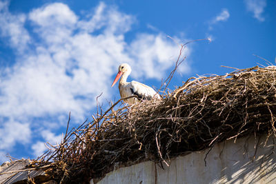 Low angle view of bird perching on roof against sky