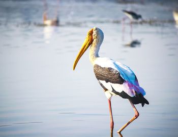 Bird perching on a lake