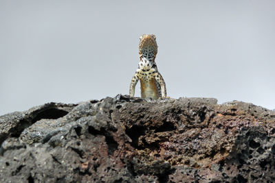 Close-up of lava lizard on volcanic rock, galapagos islands