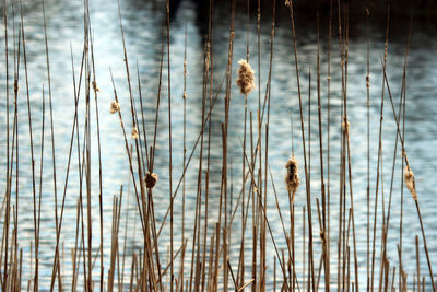 Close-up of dry cattails by lake