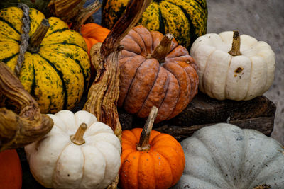 The pumpkin photo was taken at the pumpkin exhibition in the blooming baroque in ludwigsburg