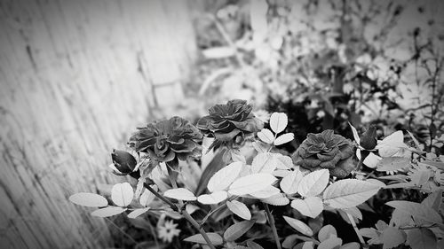 Close-up of plant growing outdoors