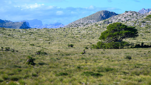 landscape