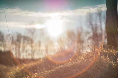 Close-up of grass against sky